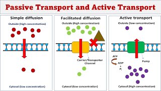 Passive transport  Simple diffusion  Facilitated diffusion  Active transport [upl. by Notsnorb744]