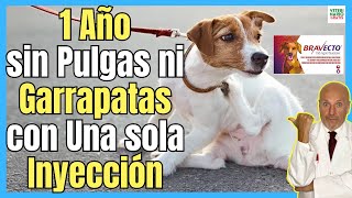 🔴¿COMO ELIMINAR PULGAS Y GARRAPATAS EN PERROS DURANTE UN AÑO CON UNA SOLA INYECCIÓN DE BRAVECTO🔴 [upl. by Aihsoem]