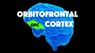 Orbitofrontal Cortex OFC [upl. by Nekcerb]