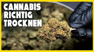 WIE du dein CANNABIS richtig TROCKNEST 🥦 [upl. by Agem36]