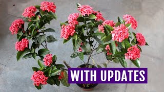 My TOP 3 Secrets to Get 1000X Blooms on IXORA [upl. by Ahter]