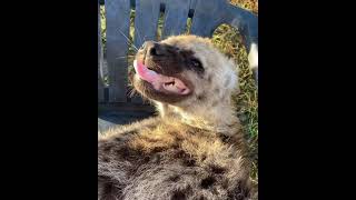 Baby Hyena loves getting scratched 🥰 [upl. by Relyt]