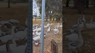 Geese Waddle amp Chatter with their Bird Friends video trending viralvideo [upl. by Knox]