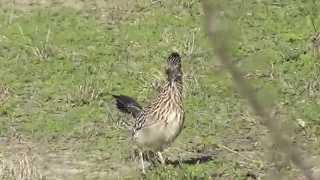 South Texas Greater Roadrunner Geococcyx californianus [upl. by Ahsaeit]