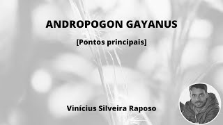 Andropogon gayanus Aspectos Principais [upl. by Buddie]