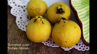 Псидиум Литорале \ Лимонная гуава \ Psidium Littorale  Yellow Cattley guavaPsidium cattleanum [upl. by Antsirhc]