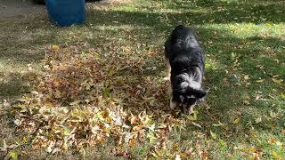 Huxley playing in the Autumn Leaves [upl. by Anibas]