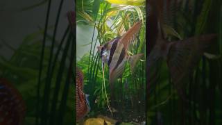 aquarium eifel amazonas aquaristik altum angelfish [upl. by Slerahc]