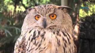 Exhibición de aves rapaces y exóticas de Faunia [upl. by Reniar]