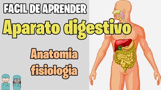 SISTEMA DIGESTIVO Resumen ✅ Estructuras y Funciones MEJOR EXPLICADO [upl. by Carlen]