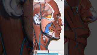 Visual Anatomy 3D  Facts about the Masseter muscle superficial part [upl. by Kacerek151]