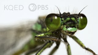 These Rare Damselflies Find Love With a Twist in Fog City  Deep Look [upl. by Allegra394]