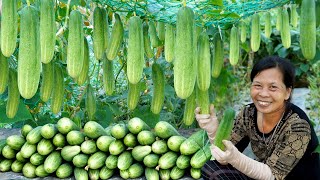 Growing Cucumbers For High Yield This Is The Tip I Used Easy And Effective [upl. by Akeryt797]