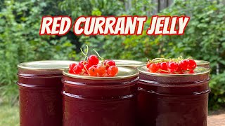 Red Currants  Growing Tips amp Jelly Recipe [upl. by Janey]