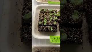 Seedling update  asters heirloom tomatoes clary sage statice and alyssum Nice germination 🌱 [upl. by Forelli]