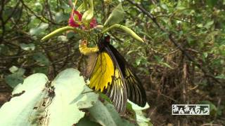 アンフリサスキシタアゲハ Troides amphrysus BUTTERFLY OF MALAYSIA [upl. by Ewald]