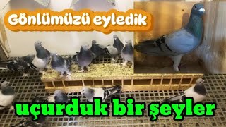 bugün neler yaptık ne ile gönlümüzü eyledikkeşfet pigeon guvercin music guvercinler taklaci [upl. by Fisoi]