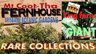 🇦🇺🕵️🌱  GIANT KING FERN  FLOWERLESS PLANT  GARDEN  FERN COLLECTIONS BRISBANE BOTANICAL 🌱 🕵️🇦🇺 [upl. by Tenahs]