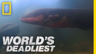 SixFoot Electric Eel  Worlds Deadliest [upl. by Berthoud]