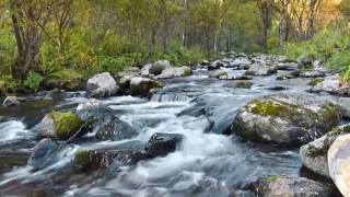 1h bruit de rivière  Musique de la nature  Calme et RELAX  détente et méditation [upl. by Brest]