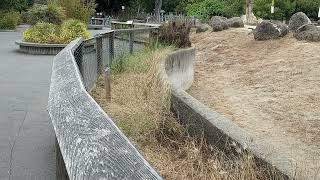 San Francisco Zoo Barrier Overview Black Rhino [upl. by Mozart450]