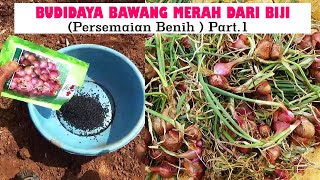 TUTORIAL TANI ‼️MENANAM BAWANG MERAH DARI BIJI TSS DI LAHAN  PERSEMAIAN BIJI  PART 1 [upl. by Eanahc]