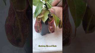 Feeding my Nepenthes a juicy caterpillar🐛 pitcherplant nepenthesplant carnivorousplants [upl. by Annawek]