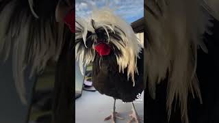 My tiny rooster Vince Neil  Rocking cluckers rooster [upl. by Guadalupe]