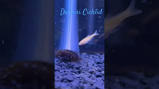 Freshwater community Duboisi Cichlid Fish cichlidfish cichlid tropicalfish cichlidtank fish [upl. by Ikaz485]