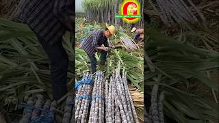 Sugarcane plantation and harvesting  sugarcane  satisfying  agriculture  farmer [upl. by Mendoza442]