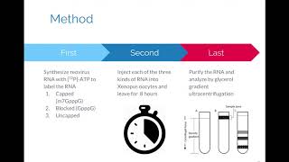 Figure 156 Capping protects mRNA from degradation [upl. by Ecreip]