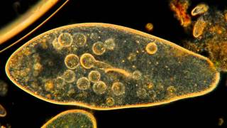 Amazing Microscopic HD Video Paramecium Feeding [upl. by Estes]