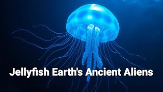 8HRS Visual Jellyfish Earths Ancient Aliens [upl. by Nac841]