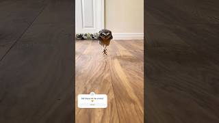 Shocking true story 🤭😏birds cute owl iloveowls burrowingowl [upl. by Conti]