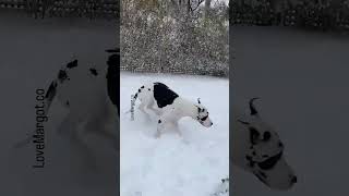 Great Dane in a winter wonderland 💕 [upl. by Thalia]