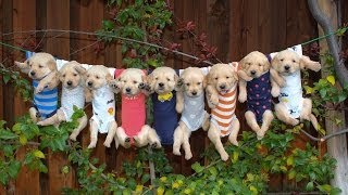 Most Adorable Golden Retriever Puppies  Family Fun Pack [upl. by Cas474]