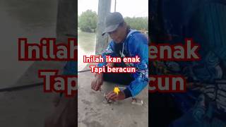 MANCING MANIA  IKAN INI BERACUN fishing shortvideo [upl. by Ssepmet]