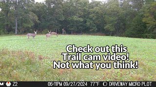 Cool trail cam video from the Missouri Ozarks [upl. by Meagan]