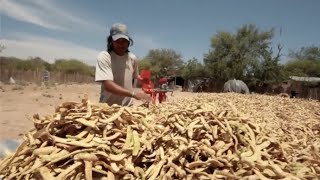 Produciendo harina de algarrobo  Formosa Chaco Argentino [upl. by Bik]