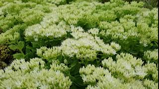 Sedum spectabile ‘Star Dust’ [upl. by Freytag861]