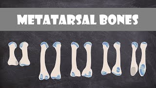 Metatarsal Bones  Anatomy [upl. by Mamie300]