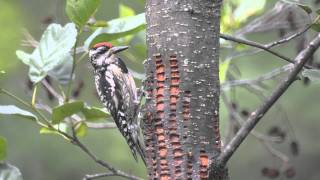 Sphyrapicus varius Yellowbellied Sapsucker at wells [upl. by Bum]