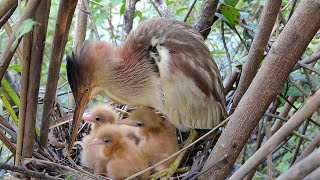 Amazing Bittern Bird Nest [upl. by Benny164]