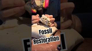 Fossil Preparation  Bringing Oreodont Fossils Back to Life [upl. by Einneg]