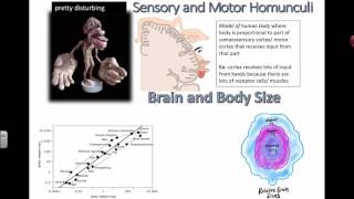 Homonculus and Brain Size IB Biology [upl. by Andromede]