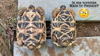 Tortoise food  Mulberry leaves  Day 5 of 30 different food in 30 days  Indian Star Tortoise [upl. by Mossolb28]