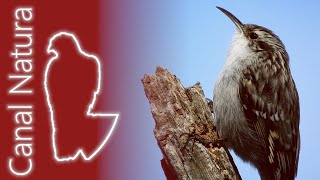 Agateador europeo Certhia brachydactyla Shorttoed Treecreeper 4K [upl. by Nwaf]