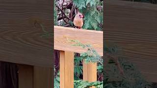 Cardinal Bird Honey Taking Snack cardinalbird backyardanimals [upl. by Gnouhp]