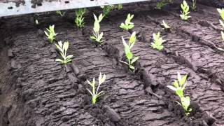 Translplant Systems HD Auto planter trial with flowers [upl. by Releyks]