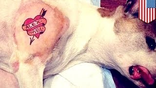 Man tattoos dog Animal cruelty gets Brooklyn man nailed online [upl. by Britton]